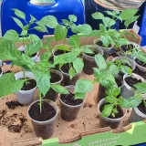 Neste-momento-acontece-a-bliz-do-Projeto-Consciencia-Negra-Racismo-Ambiental-e-Sustentabilida-4